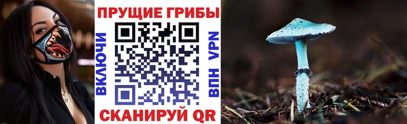 Псилоцибиновые грибы Psilocybine cubensis  Новомичуринск 